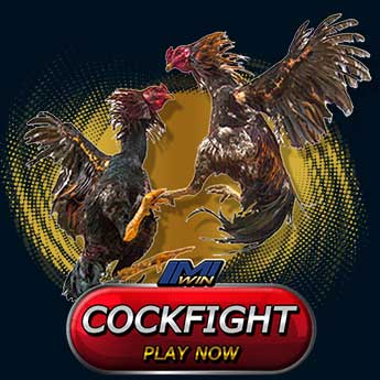 cockfight-แทงไก่ชน
